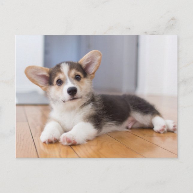 Pembroke Welsh Corgi Puppy Postkarte (Vorderseite)