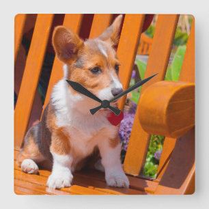 Pembroke Welsh Corgi puppy sitting in park bench Quadratische Wanduhr