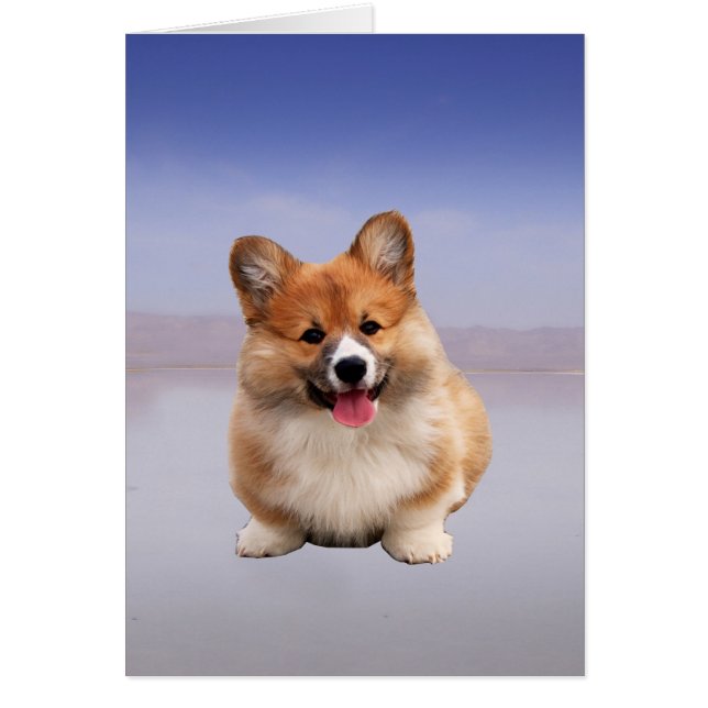 Pembroke Welsh Corgi sitzt am Strand (Vorne)