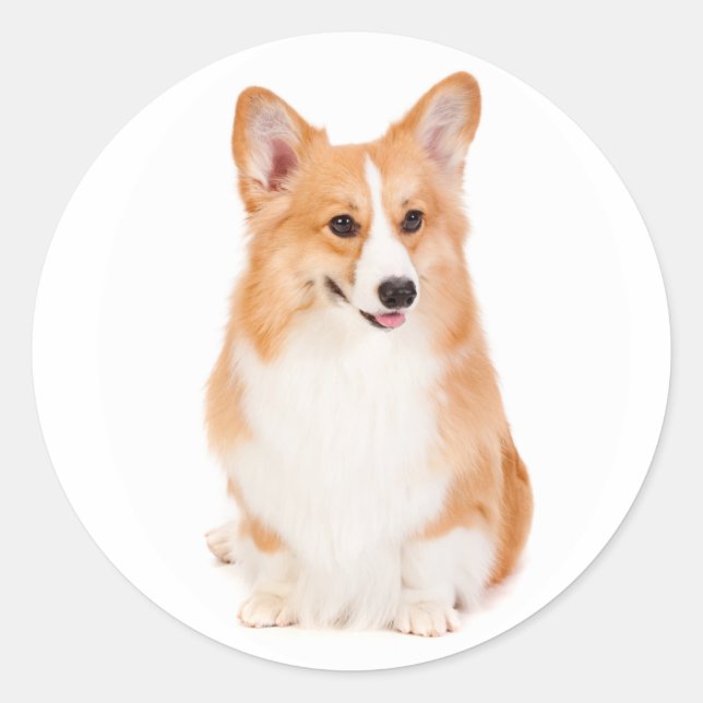 Pembroke Welsh Corgi Sticker (Vorderseite)