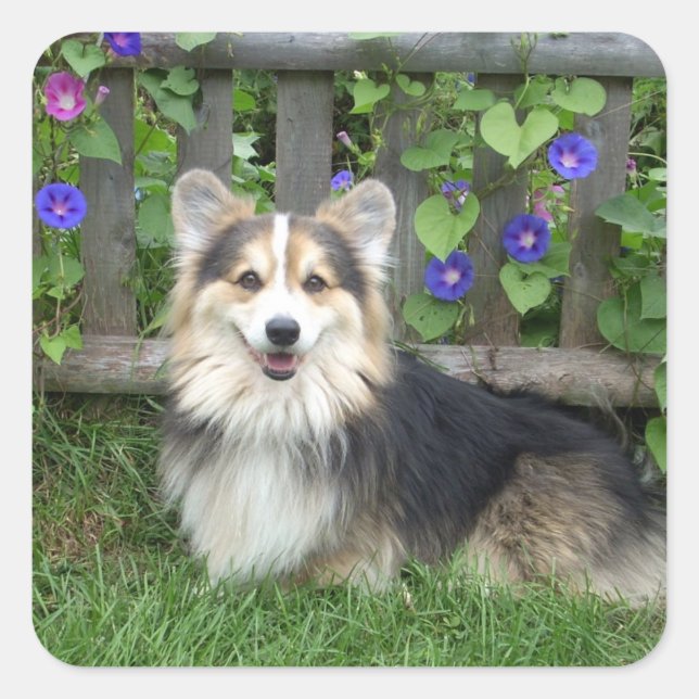 Pembroke Welsh Corgi Stickers (Vorderseite)