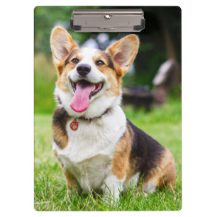 Pembroke Welsh Corgi Welpe Hund Klemmbrett