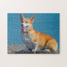 Pembroke Welsh Corgi Welpe Hund