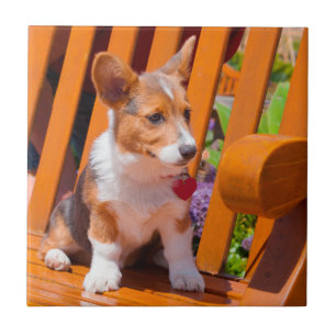 Pembroke Welsh Corgi-Welpe sitzt auf einer Parkban Fliese