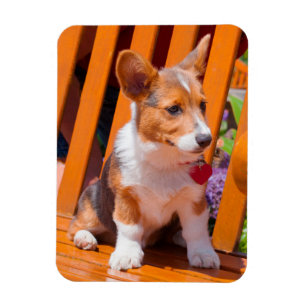 Pembroke Welsh Corgi-Welpe sitzt auf einer Parkban Magnet