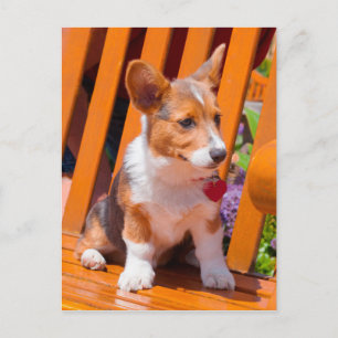 Pembroke Welsh Corgi-Welpe sitzt auf einer Parkban Postkarte