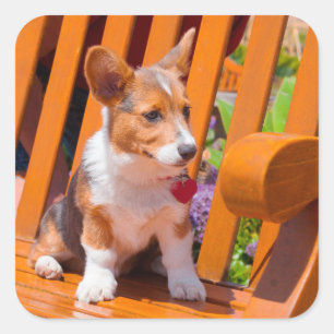 Pembroke Welsh Corgi-Welpe sitzt auf einer Parkban Quadratischer Aufkleber