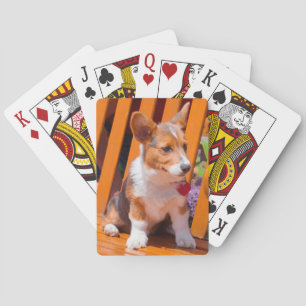 Pembroke Welsh Corgi-Welpe sitzt auf einer Parkban Spielkarten