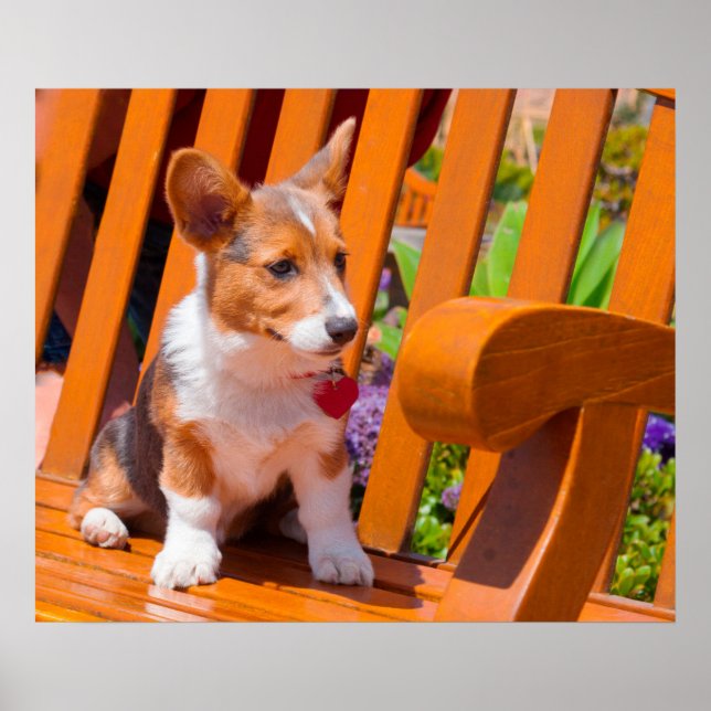 Pembroke Welsh Corgi Welpe sitzt auf Parkbank Poster (Vorne)