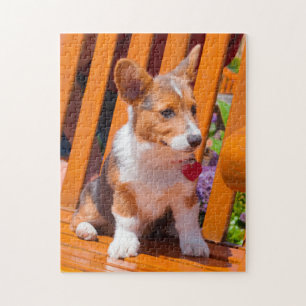 Pembroke Welsh Corgi Welpe sitzt auf Parkbank Puzzle