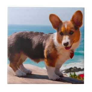 Pembroke Welsh Corgi-Welpe steht auf einem Tisch Fliese