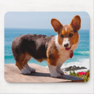 Pembroke Welsh Corgi-Welpe steht auf einem Tisch Mousepad
