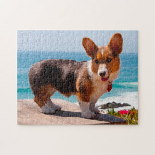 Pembroke Welsh Corgi-Welpe steht auf einem Tisch Puzzle