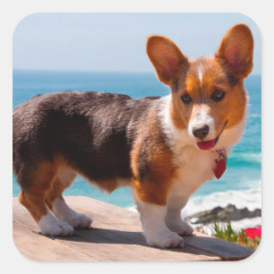 Pembroke Welsh Corgi-Welpe steht auf einem Tisch Quadratischer Aufkleber