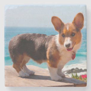 Pembroke Welsh Corgi-Welpe steht auf einem Tisch Steinuntersetzer