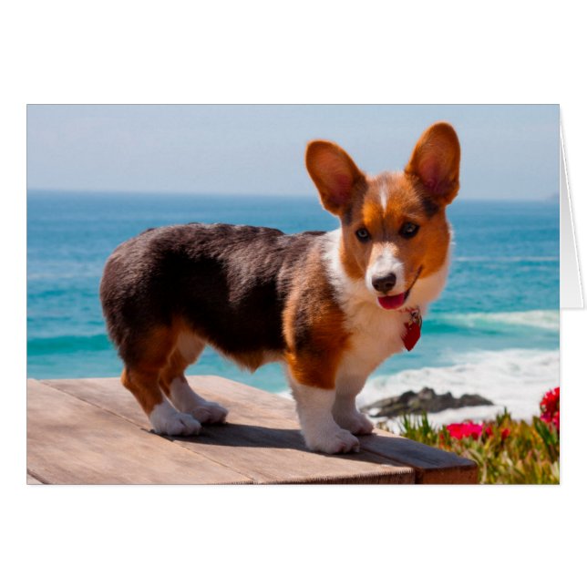 Pembroke Welsh Corgi Welppy auf dem Tisch stehend (Vorderseite (Horizontal))