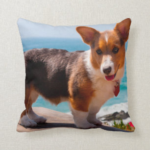 Pembroke Welsh Corgi Welppy auf dem Tisch stehend Kissen