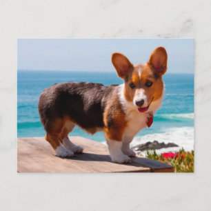Pembroke Welsh Corgi Welppy auf dem Tisch stehend Postkarte