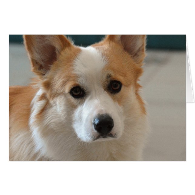 Pembrokewalisercorgigesicht (Vorderseite (Horizontal))