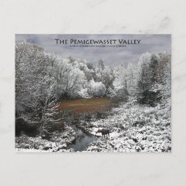 Pemigewasset Valley Postkarte: Elch auf dem Snowy  Postkarte