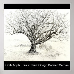 Pen und Tintenbaum zeichnend Poster