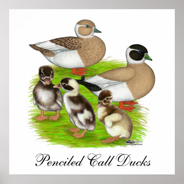 Pencied Call Duck Family Poster (Vorne)