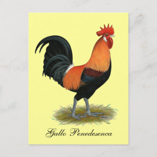 Penedesenca Rooster Postkarte