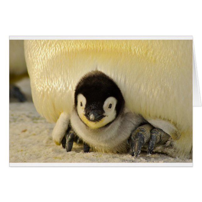 Penguin (Vorderseite (Horizontal))