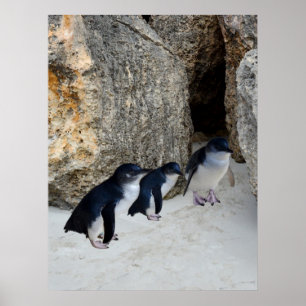 Penguin Beach House, Poster