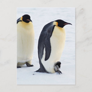 Penguin Bird Animal Ice Frozen Winter Postkarte