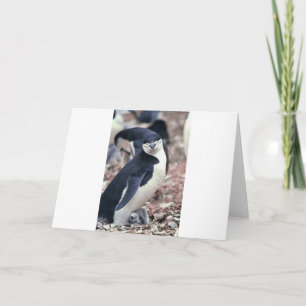 Penguin Bird Süße Tier Schwarz-weißes Wasser Dankeskarte