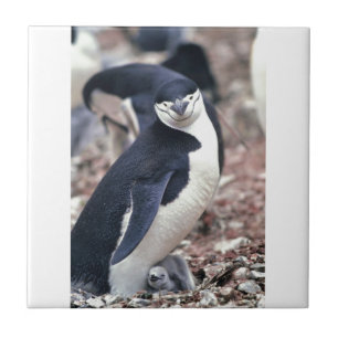 Penguin Bird Süße Tier Schwarz-weißes Wasser Fliese