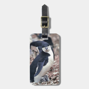 Penguin Bird Süße Tier Schwarz-weißes Wasser Gepäckanhänger