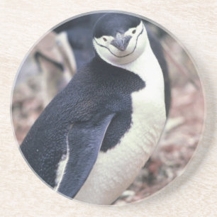 Penguin Bird Süße Tier Schwarz-weißes Wasser Getränkeuntersetzer