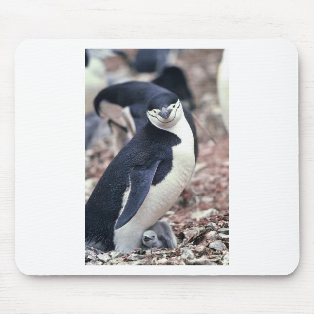 Penguin Bird Süße Tier Schwarz-weißes Wasser Mousepad (Vorne)