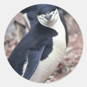 Penguin Bird Süße Tier Schwarz-weißes Wasser Runder Aufkleber