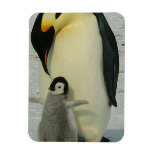 Penguin Blick auf Kick Magnet