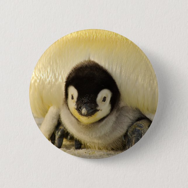 Penguin Button (Vorderseite)