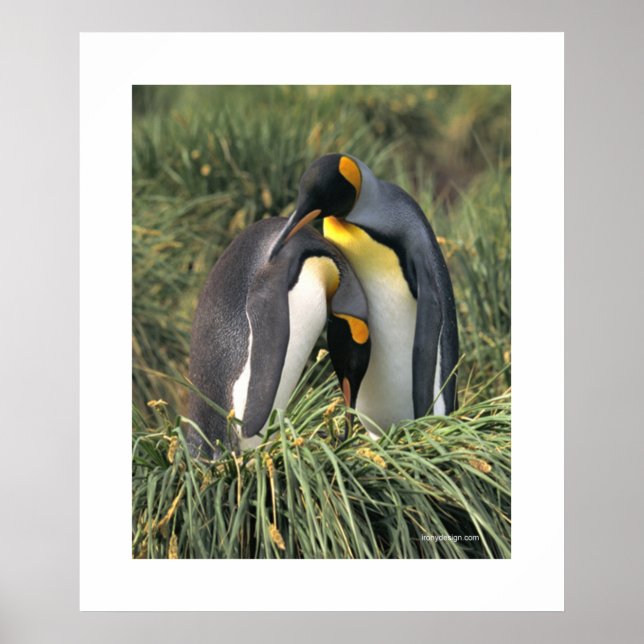 Penguin Cuddle Poster (Vorne)