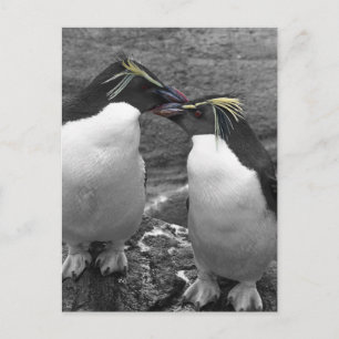 Penguin-Farbenexplosion Postkarte
