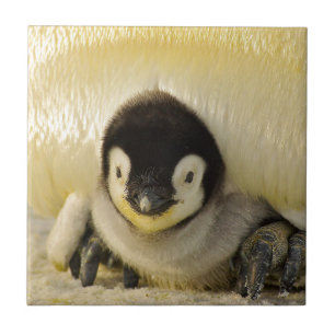Penguin Fliese