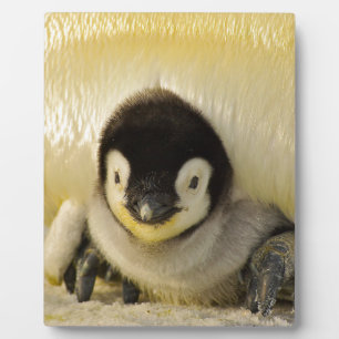 Penguin Fotoplatte