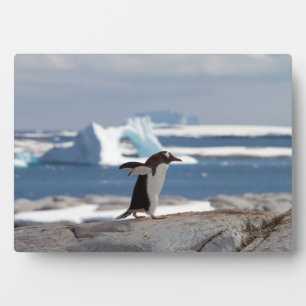 Penguin in front of an ice arch fotoplatte