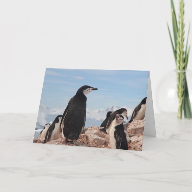 PENGUIN Klappkarte (Vorderseite)