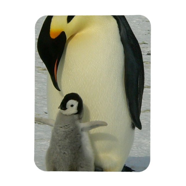 Penguin Looking at Chick Magnet (Vertikal)