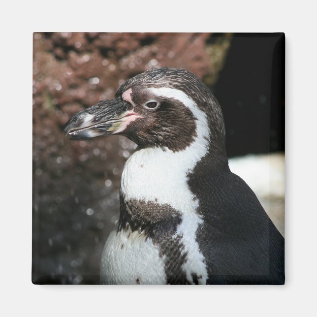 Penguin Magnet (Vorne)