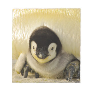 Penguin Notizblock