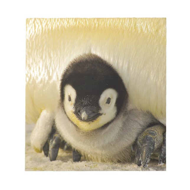 Penguin Notizblock (Vorderseite)