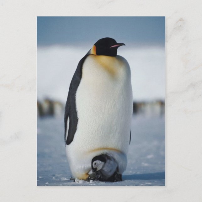 Penguin Parent & Chick Postkarte (Vorderseite)