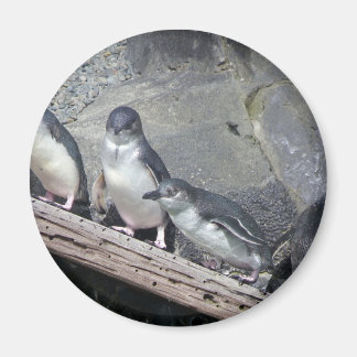 Penguin Perch Magnet